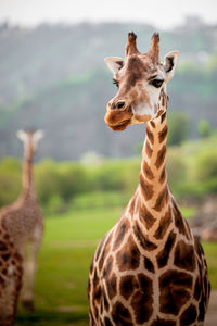 Close-up of giraffe on land