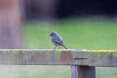 A small bird perched on a wooden beam