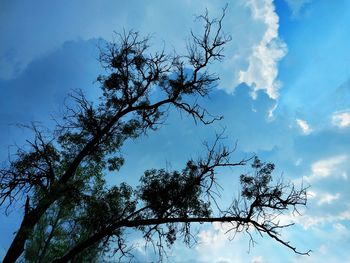 Low angle view of silhouette tree against blue sky