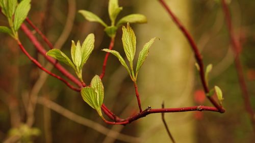 Close-up of fresh green plant