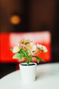 Close-up of potted plant on table