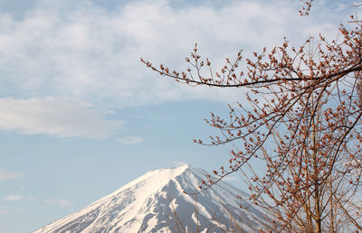 Low angle view of tree against sky