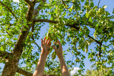 Two hands reaching our for an apple on the tree.