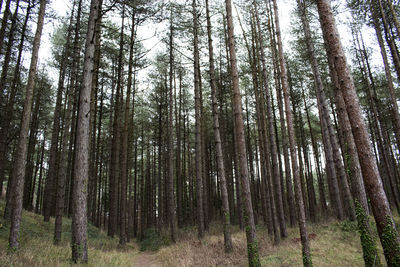 Low angle view of bamboo trees in forest