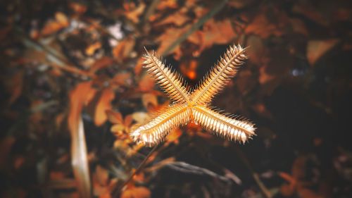 High angle view of butterfly on land