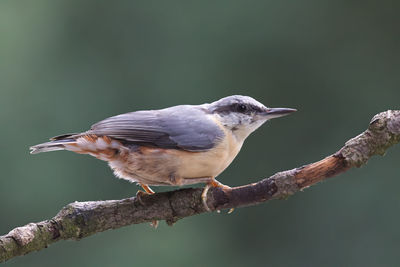 Close-up of bird perching on branch