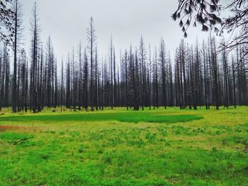 Scenic view of grassy field