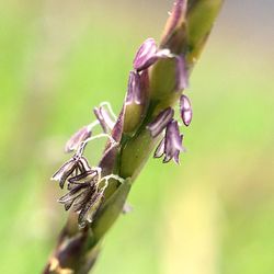 Close-up of insect on plant