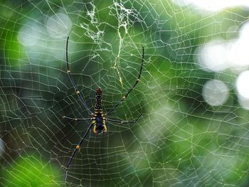 Close-up of spider on web