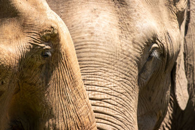 Close-up of elephant