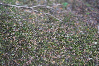 High angle view of grass growing on field