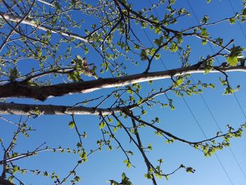 Low angle view of flowering tree against blue sky