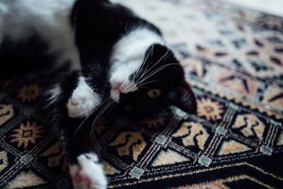 High angle view of cat on bed