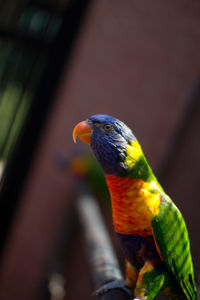 Close-up of parrot perching