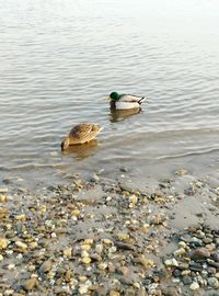 Ducks on shore at beach