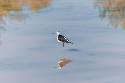 Black winged stilt in a lake