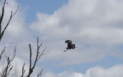 Low angle view of bird flying in sky