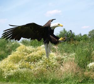 Bird flying in the sky