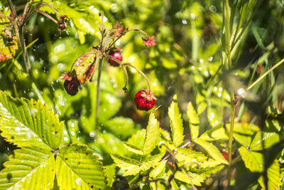 Close-up of strawberry plants