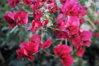 Close-up of pink flowering plant