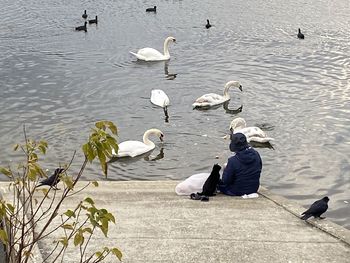 High angle view of swans swimming in lake