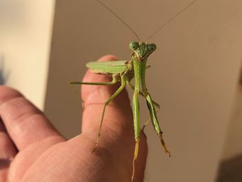 Close-up of insect on hand