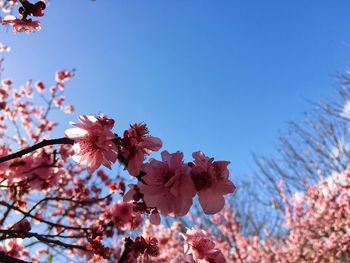 Low angle view of pink flowers on branch