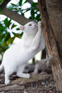 Cat lying on tree trunk