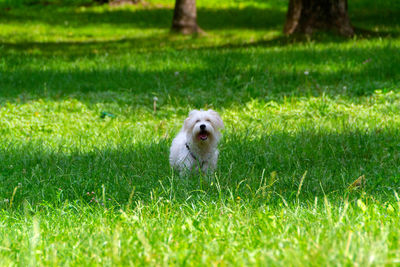 Portrait of dog on field