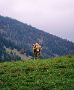 View of cow on field against sky