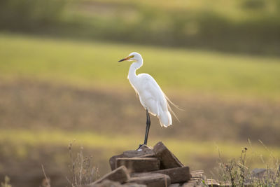 Bird perching on a field