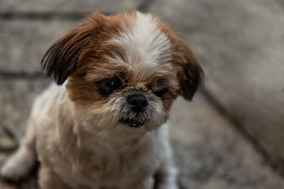 Portrait of puppy