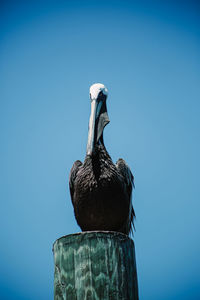 Low angle view of bird perching on wooden post