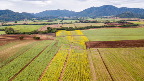 Aerial beautiful sunflower field. popular tourist attractions of lopburi province. 