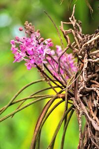 Close-up of pink flowering plant