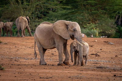 African bush