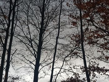 Low angle view of silhouette trees in forest against sky