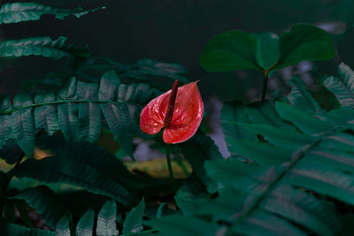 Close-up of red leaves on plant