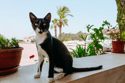 Cat sitting on a potted plant