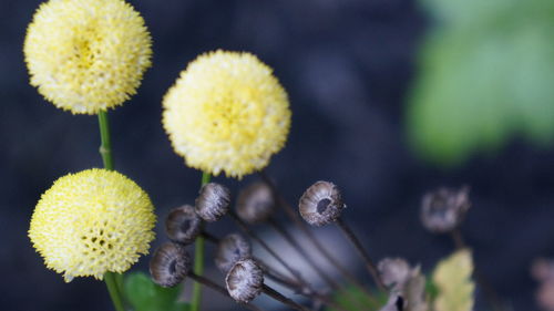 Close-up of yellow flowering plant