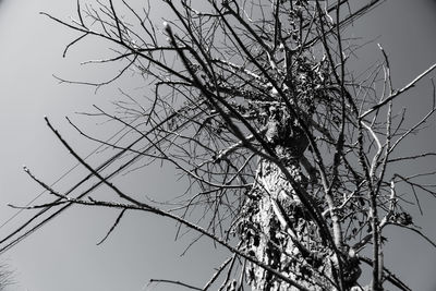 Low angle view of silhouette bare tree against sky