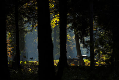 Trees in forest