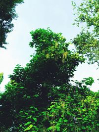 Low angle view of trees