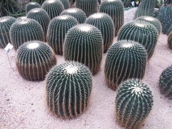 High angle view of succulent plants