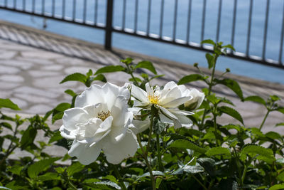 Close-up of white flowers blooming outdoors