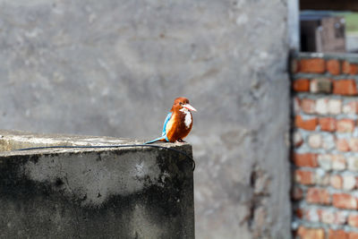 Close-up of bird perching on retaining wall