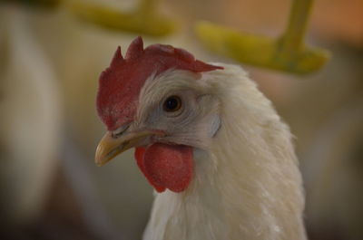 White layer chicken close-up.