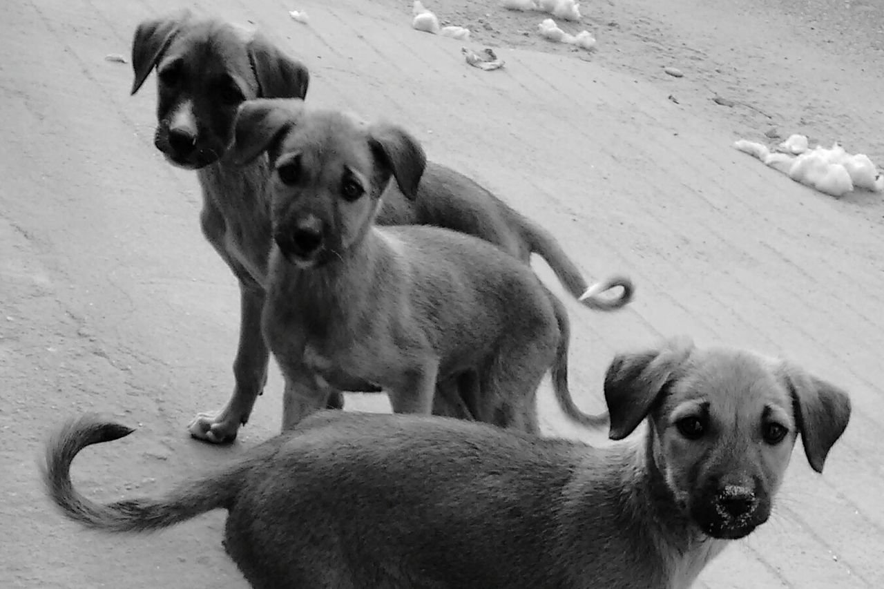 DOG WITH DOG IN BACKGROUND