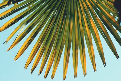 Low angle view of palm leaves against sky