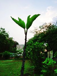 Close-up of fresh green plants on land against sky
